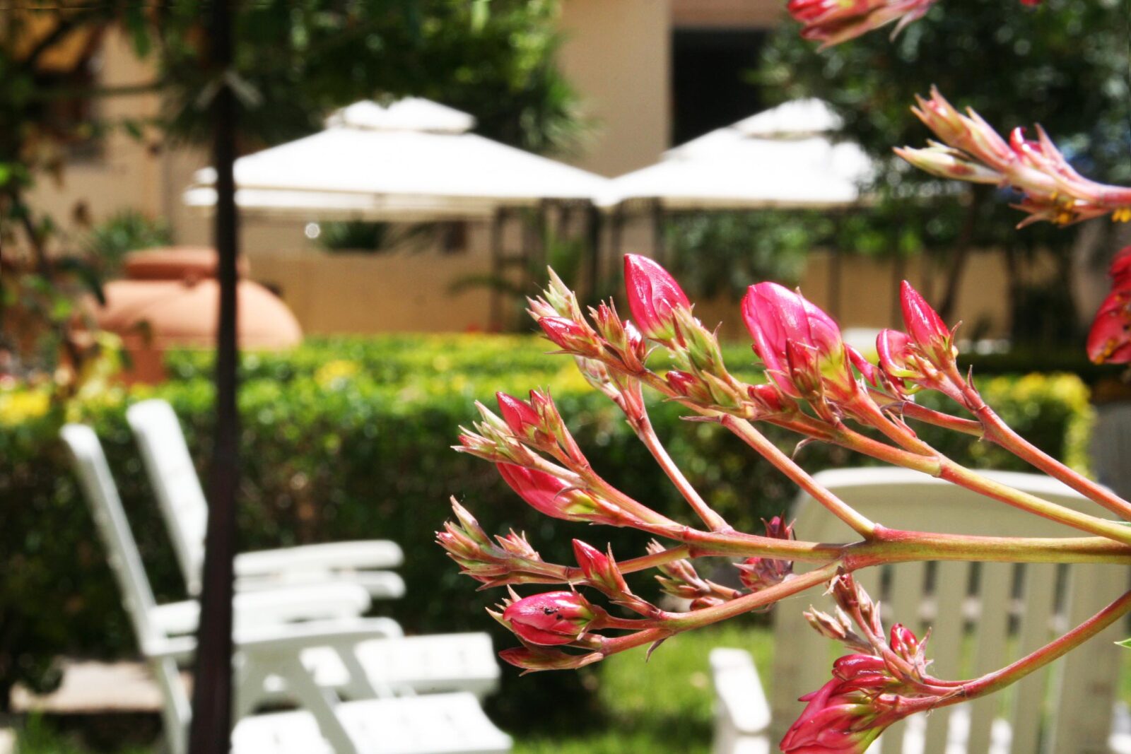 Bed And Breakfast Alghero Solemare - Giardino B&B Alghero Appartamenti Alghero